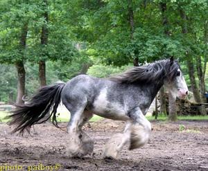 Gypsy Vanner