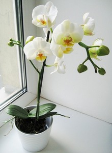 орхидею блую