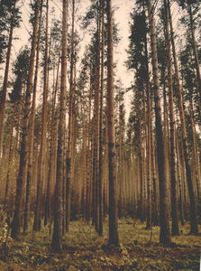 лес