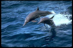 Хочу поплавать с дельфинами