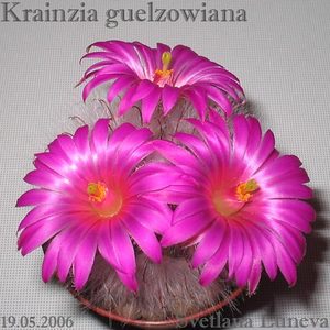 Krainzia guelzowiana