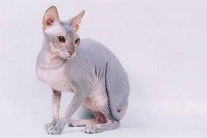 Sphynx-cat