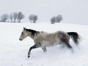 ездить верхом