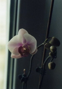 домашняя орхидея