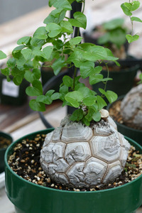 Dioscorea elephantipes