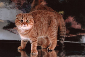 Котенок