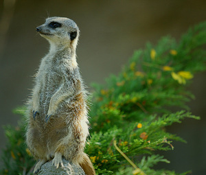 Meercat