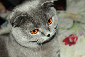 Голубого вислоухого кота