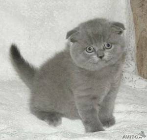 Скоттиш-фолд