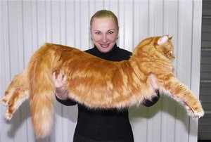 Мэйн Кун