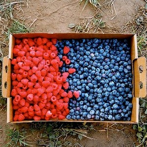 Fresh berries