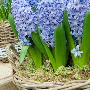 My hyacinths