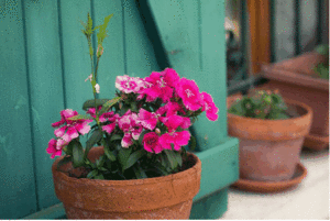 Герань на подоконник