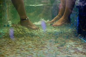 fish spa