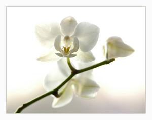 орхидеи! необыкновенные, сказочные цветы