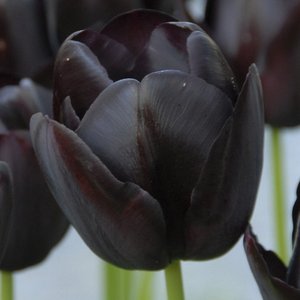 черный тюльпан