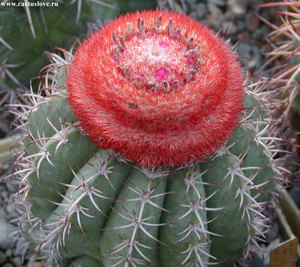 Мелокактус с цефалием(Melocactus matanzanus)