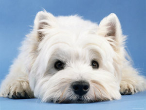 девочка. west highland white terrier