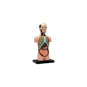 3D Пазл «Тело человека»