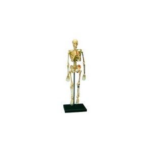 3D Пазл «Скелет человека»