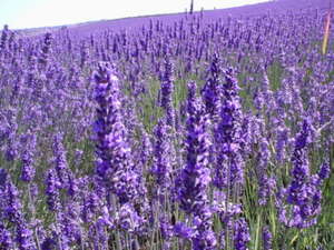 раствориться в сиреневом облаке лавандового поля....  лежать и мечтать..