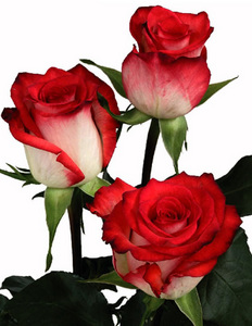 Розы - вытянутые, яркие, нераспустившиеся