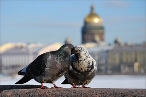 в Питеррр весной