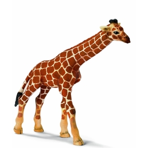 Детеныш жирафа 14321