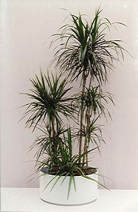 DRACAENA и\или полезные цветущие комнатные растения