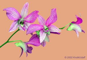 Орхидея в кашпо