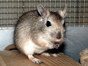 песчанок(((