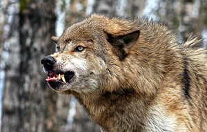 Голографическая закладка с волком