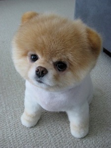 Pomeranian puppie