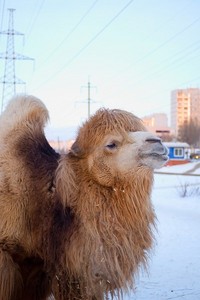 верблюд двугорбый (Camelus bactrianus)