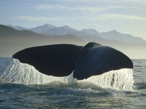 увидеть кита