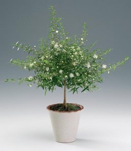 Мирт (Myrtus)