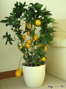 мини лимонное дерево