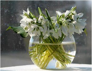 подснежники