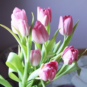 potted tulips