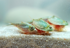 Triops