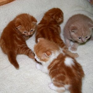 рыжий вислоухий котик