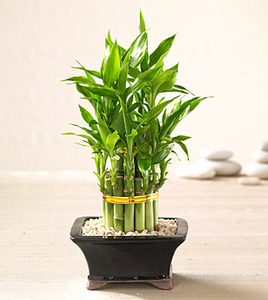 "Lucky bamboo"