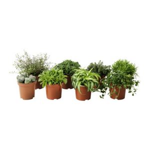 HIMALAYAMIX  Растение в горшке