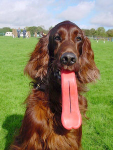 Humunga Tongue