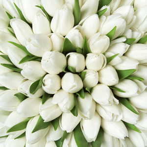 White tulips