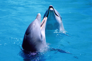 Плавание с дельфинами в Московском дельфинарии