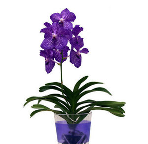 Vanda Blue Magic