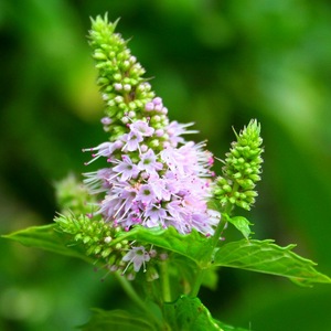 Mint in pot