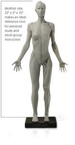 Anatomic figure: female