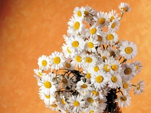 Букет полевых цветов